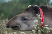 La tapir Suyana que era intensamente buscada, fue encontrada muerta