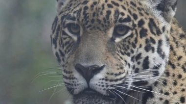 Parques nacionales se presentará como querellante por la caza de un Yaguareté