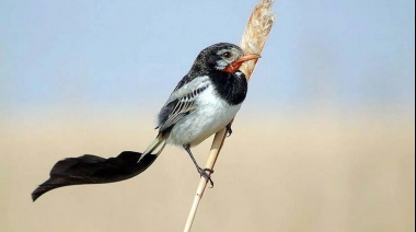 Argentina es uno de los países más elegidos para el avistaje de aves