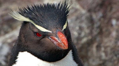 Cambio climático, contaminación y pesca, causas de impacto en la conservación de pingüinos