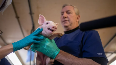 Cómo los cerdos podrían acabar con la escasez de órganos para trasplantes
