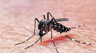 Científicos advierten que el brote de dengue es causado por el cambio climático