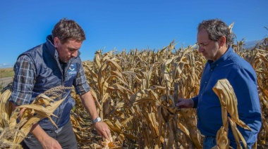Se registraron pérdidas millonarias en la producción de maíz