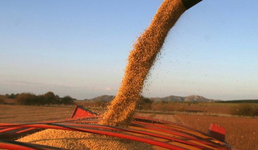 Soja: las próximas lluvias serán claves para el llenado del grano, ON24